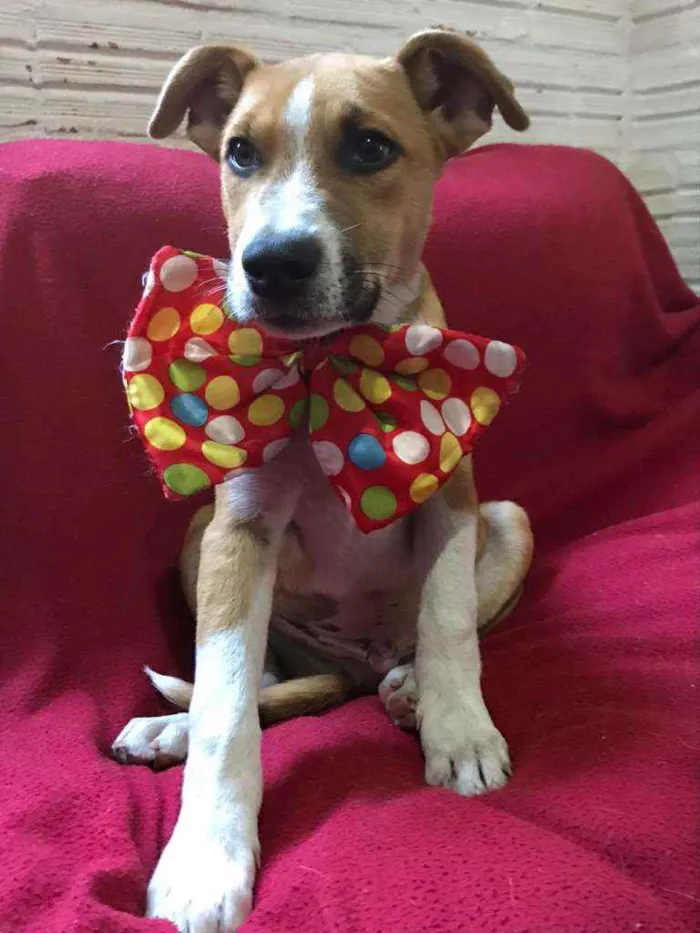 Cachorro raça SRD idade 2 a 6 meses nome Filhotão Tais