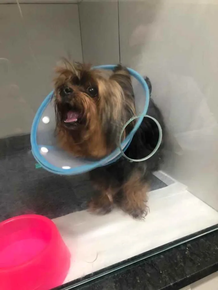 Cachorro raça Yorkshire idade 6 ou mais anos nome Xodó