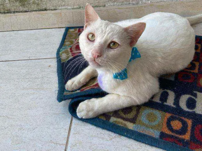 Gato ra a Comum idade 1 ano nome Mimo