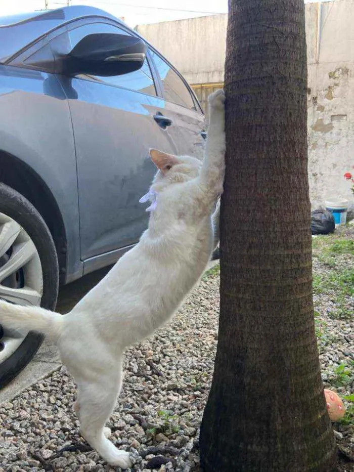 Gato ra a Comum idade 1 ano nome Mimo