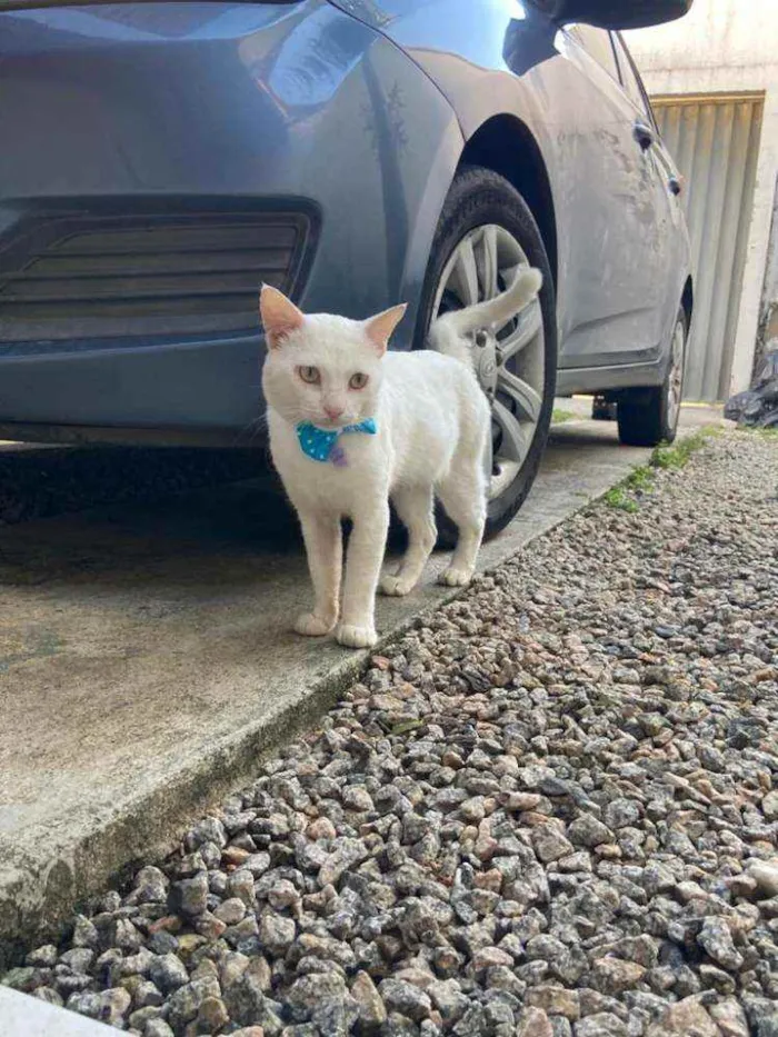 Gato ra a Comum idade 1 ano nome Mimo
