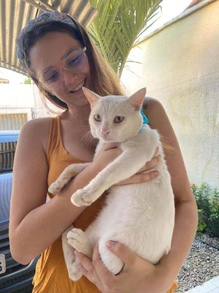 Gato ra a Comum idade 1 ano nome Mimo