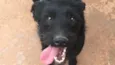 Zeca