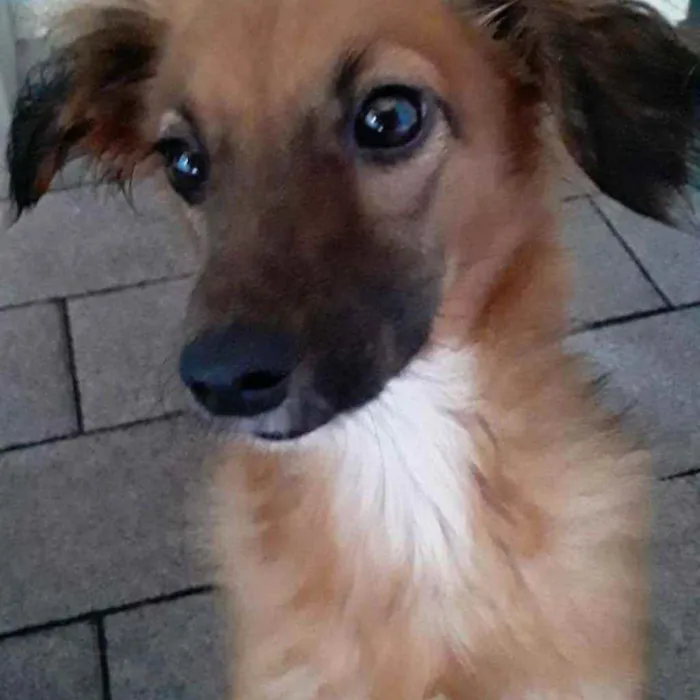 Cachorro raça Srd idade 2 a 6 meses nome Laika