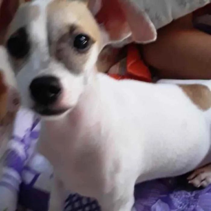 Cachorro raça Srd idade 2 a 6 meses nome Sol