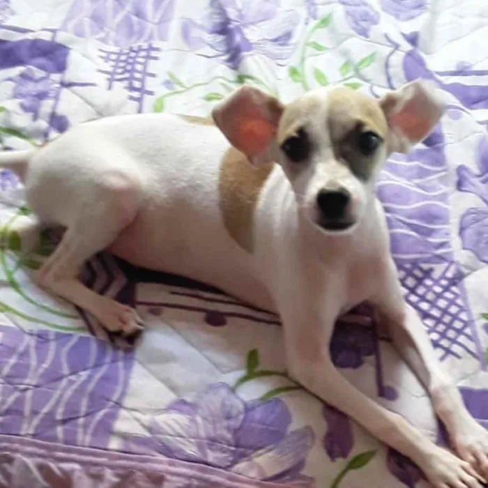 Cachorro raça Srd idade 2 a 6 meses nome Sol
