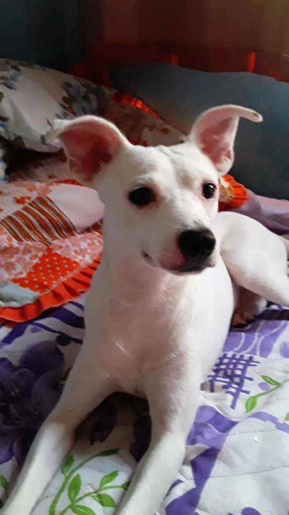 Cachorro raça Srd idade 2 anos nome Irineu