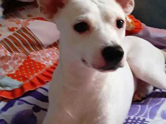 Cachorro raça Srd idade 2 anos nome Irineu