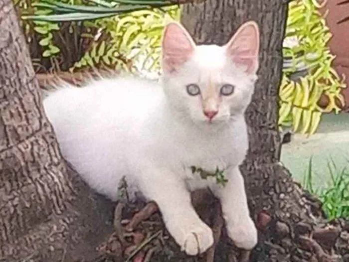 Gato ra a Mestiço idade 7 a 11 meses nome Pipoca