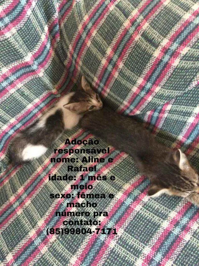 Gato ra a  idade Abaixo de 2 meses nome Alice e Rafael