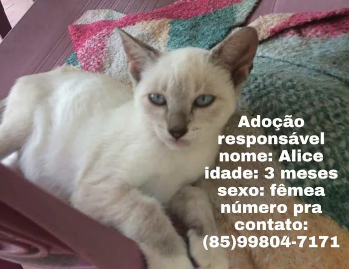 Gato ra a  idade 2 a 6 meses nome Junior