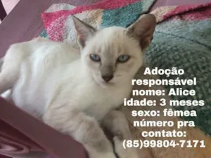 Gato raça  idade 2 a 6 meses nome Junior