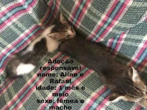 Gato raça  idade Abaixo de 2 meses nome Alice e Rafael