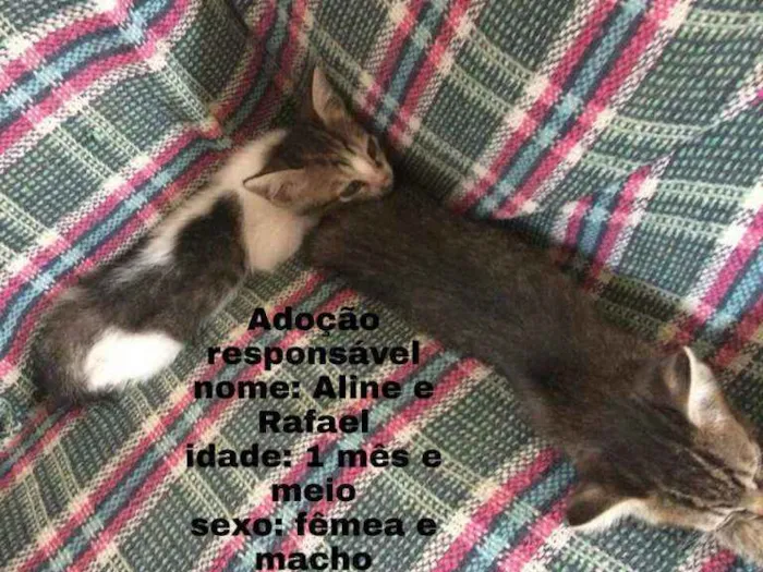 Gato ra a  idade Abaixo de 2 meses nome Alice e Rafael