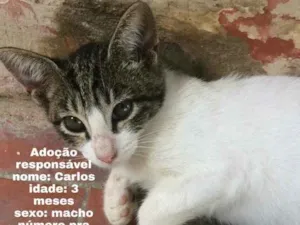 Gato raça  idade 2 a 6 meses nome Carlos