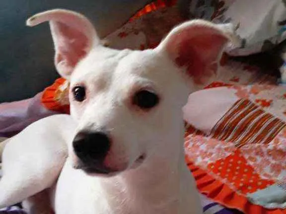 Cachorro raça Srd idade 2 anos nome Irineu