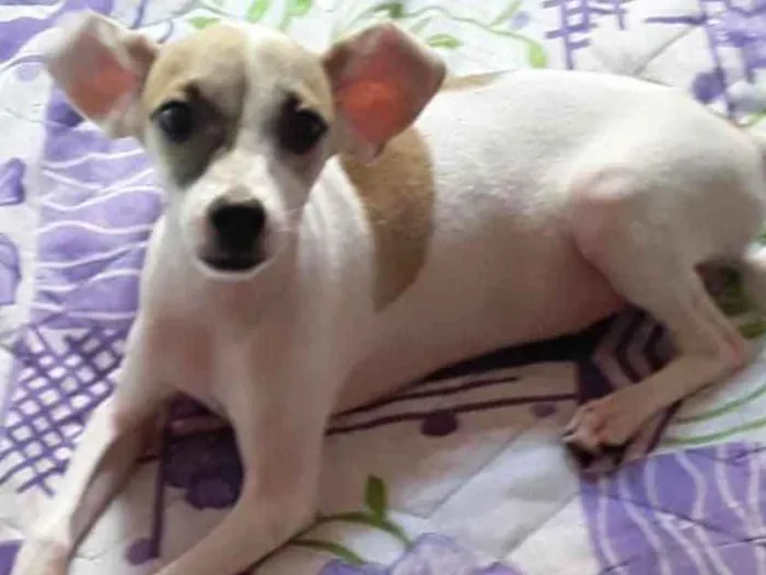 Cachorro raça Srd idade 2 a 6 meses nome Sol