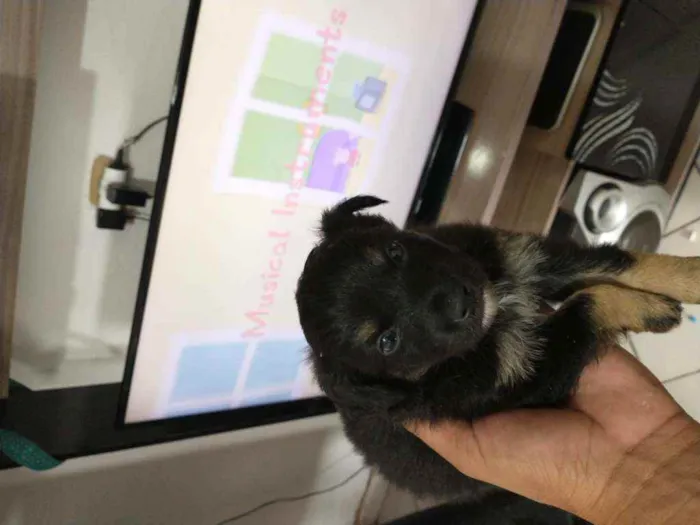 Cachorro ra a Border collie idade Abaixo de 2 meses nome Luna Billy