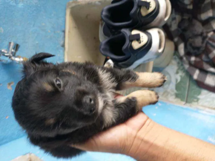 Cachorro ra a Border collie idade Abaixo de 2 meses nome Luna Billy