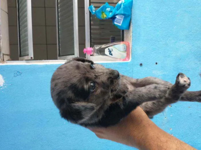 Cachorro ra a Border collie idade Abaixo de 2 meses nome Luna Billy