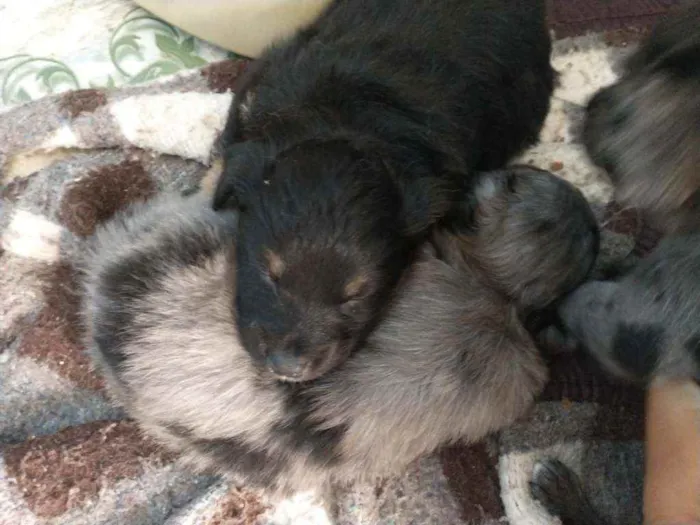 Cachorro ra a Border collie idade Abaixo de 2 meses nome Luna Billy