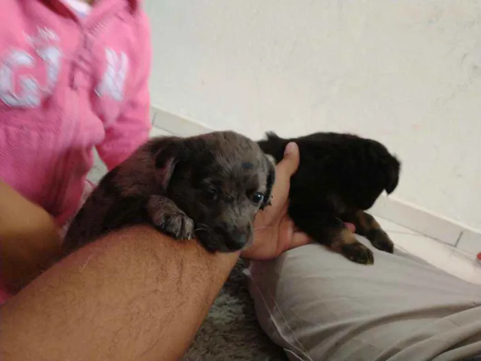 Cachorro ra a Border collie idade Abaixo de 2 meses nome Luna Billy