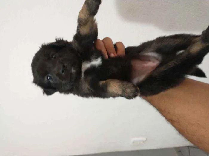 Cachorro ra a Border collie idade Abaixo de 2 meses nome Luna Billy