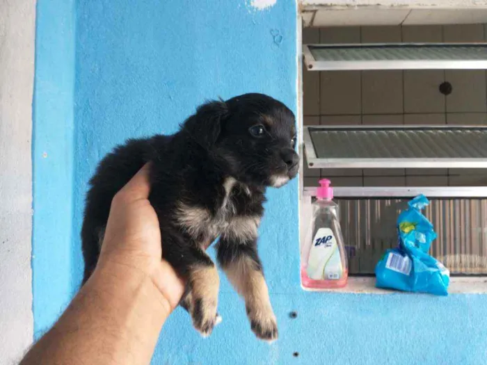 Cachorro ra a Border collie idade Abaixo de 2 meses nome Luna Billy