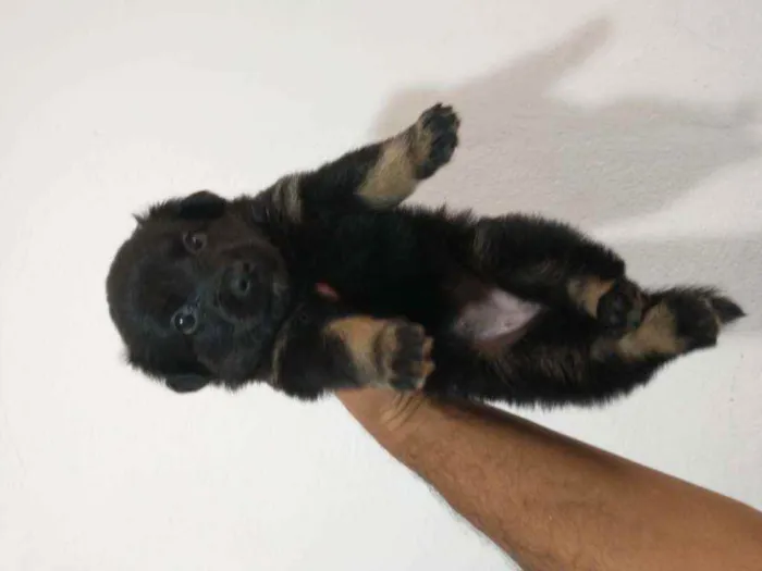 Cachorro ra a Border collie idade Abaixo de 2 meses nome Luna Billy