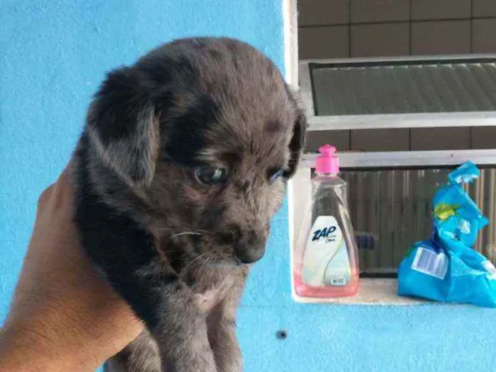 Cachorro ra a Border collie idade Abaixo de 2 meses nome Luna Billy