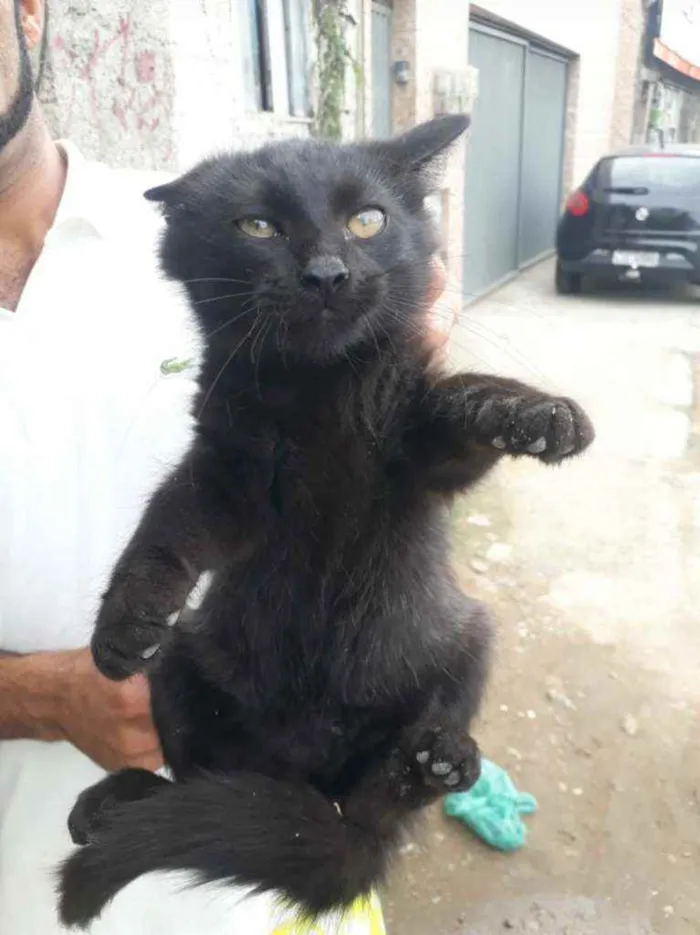 Gato ra a SRD idade 2 a 6 meses nome Diva