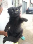 Diva