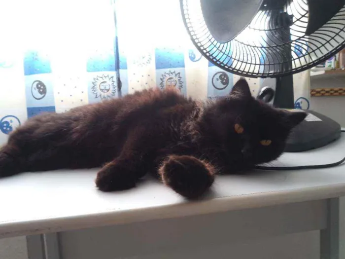 Gato ra a Angorá  idade 6 ou mais anos nome Xuxo