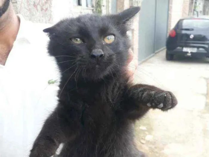Gato ra a SRD idade 2 a 6 meses nome Diva