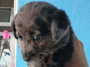 Cachorro raça Border collie idade Abaixo de 2 meses nome Luna Billy