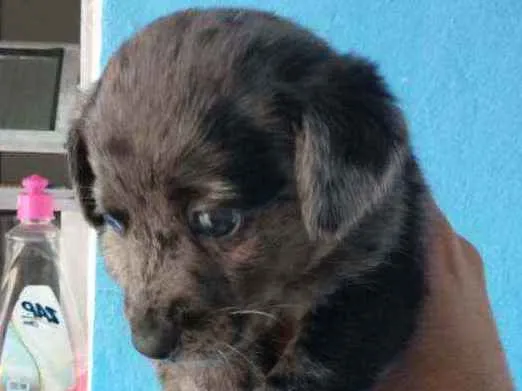 Cachorro ra a Border collie idade Abaixo de 2 meses nome Luna Billy