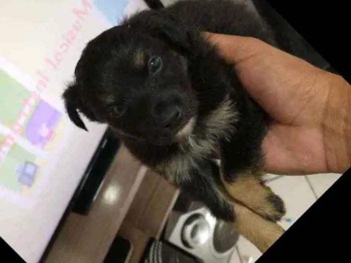 Cachorro ra a Border collie idade Abaixo de 2 meses nome Luna Billy