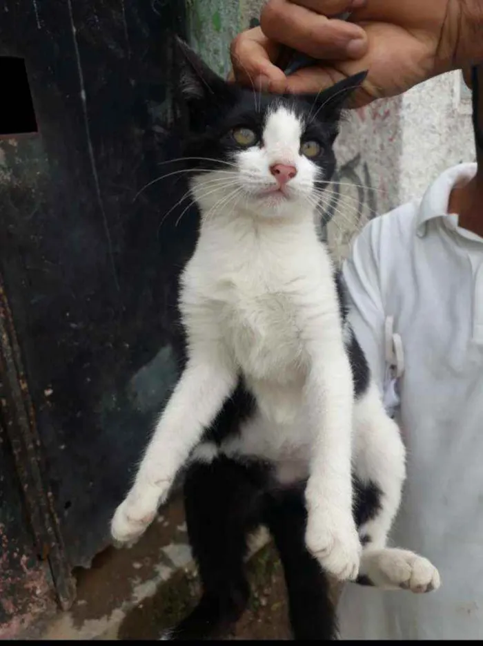 Gato ra a SRD idade 2 a 6 meses nome Eva