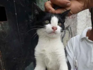 Gato raça SRD idade 2 a 6 meses nome Eva
