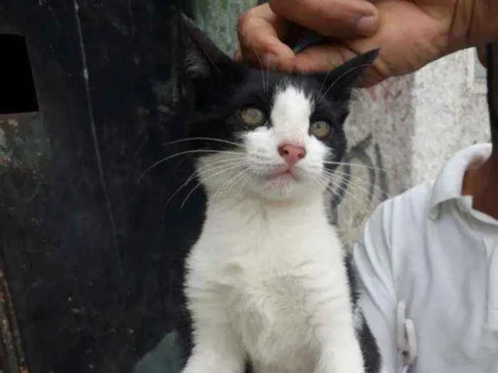 Gato ra a SRD idade 2 a 6 meses nome Eva