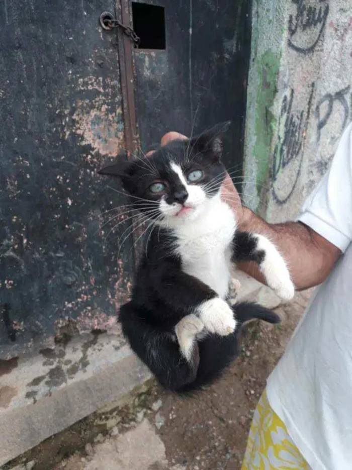 Gato ra a SRD idade 2 a 6 meses nome Dana