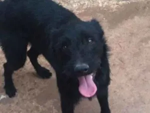 Cachorro raça SRD idade 1 ano nome Zeca