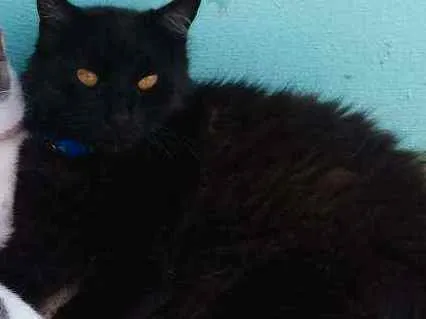 Gato ra a Angorá  idade 6 ou mais anos nome Xuxo