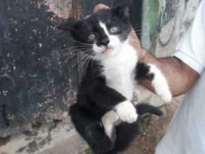 Gato raça SRD idade 2 a 6 meses nome Dana