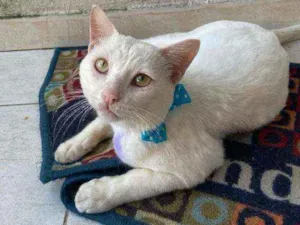 Gato raça Comum idade 1 ano nome Mimo