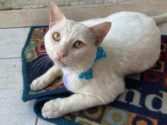 Gato ra a Comum idade 1 ano nome Mimo