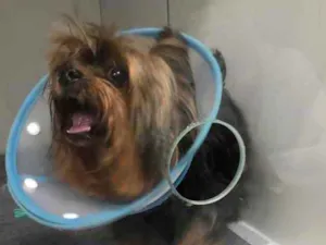 Cachorro raça Yorkshire idade 6 ou mais anos nome Xodó