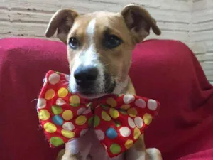 Cachorro raça SRD idade 2 a 6 meses nome Filhotão Tais