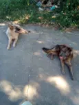 Rex e Diana 