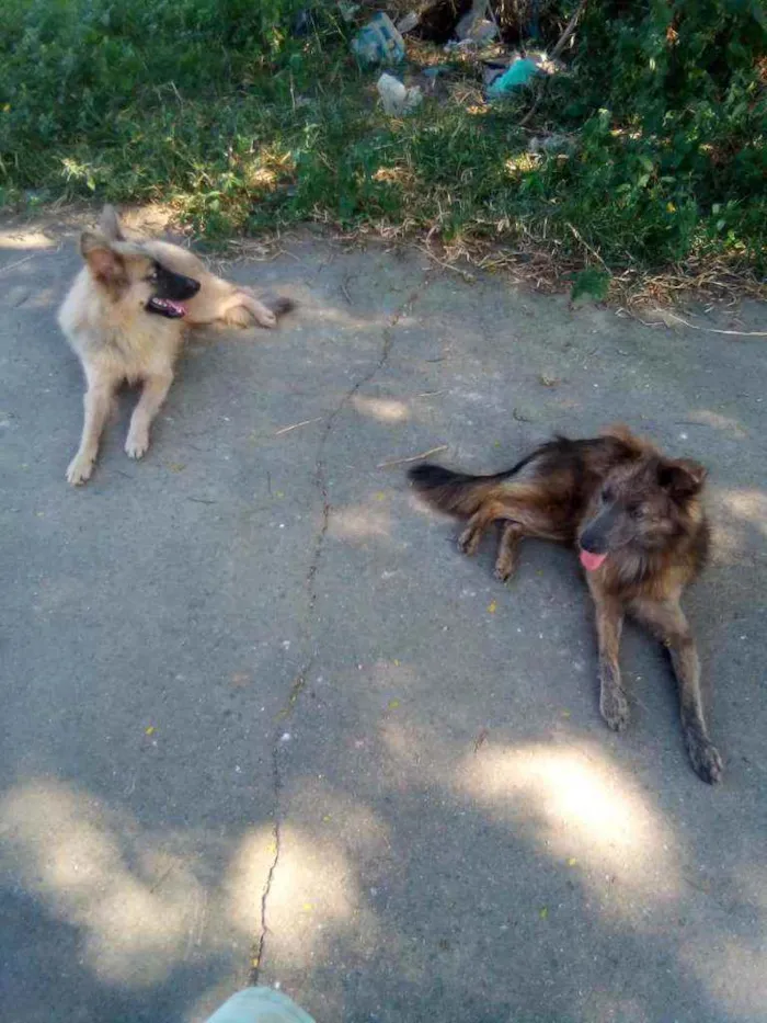 Cachorro ra a Mestiço idade 2 a 6 meses nome Rex e Diana 